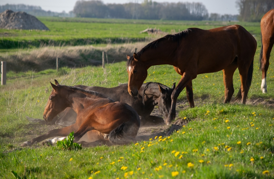 3 paarden in de wei bij mentink hoeve in gasselternijveen.