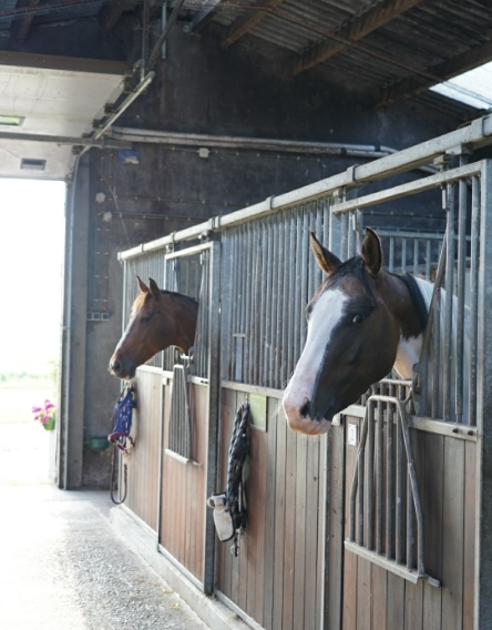 mentink-hoeve-stal-mentink-hoeve-3
